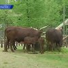В бельгийском зоопарке демографический взрыв