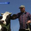 Село замерло в ожидании дотаций на коров