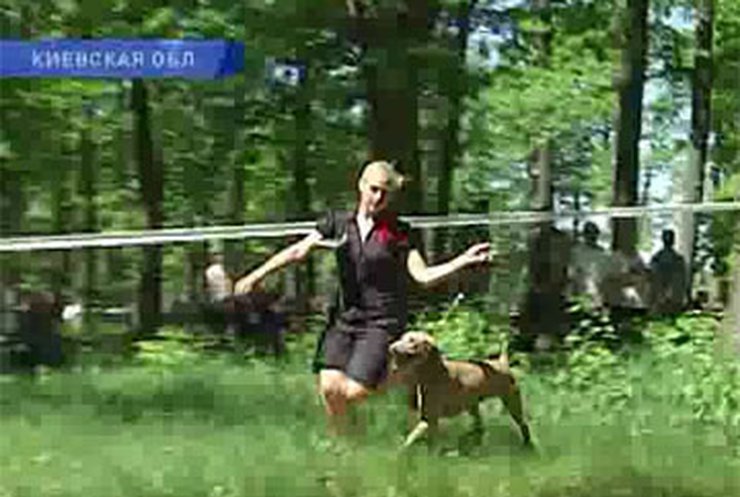 Лучших охотничьих собак собрали сегодня под Киевом