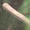 Грязные сточные воды попали в речку из канализации Тернополя