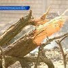 В Днепропетровской области ребенка привалило упавшим деревом