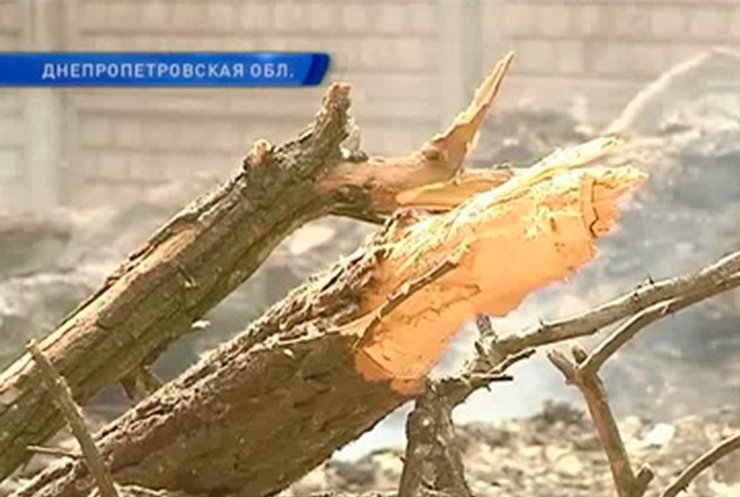 В Днепропетровской области ребенка привалило упавшим деревом
