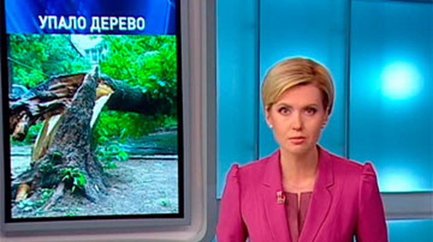 В Николаеве двое детей и взрослых пострадали из-за падения дерева