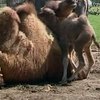 Работники английского зоопарка назвали верблюда в честь королевы