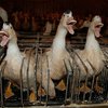 Британцы требуют запретить использование фуа-гра на кулинарных шоу