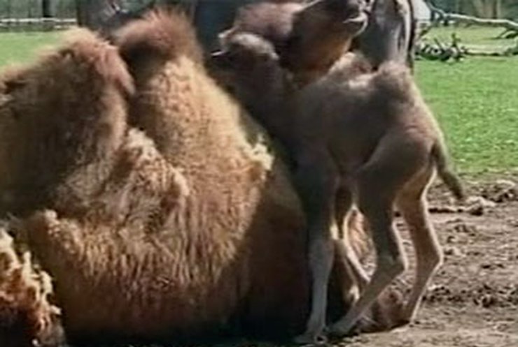 Работники английского зоопарка назвали верблюда в честь королевы