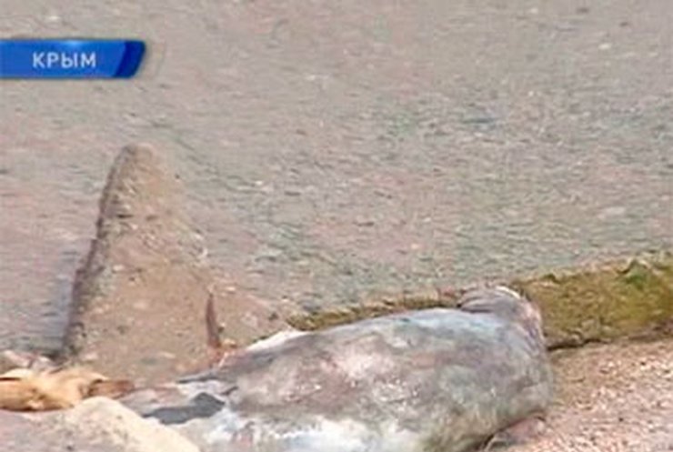 В Крыму на берегу нашли уже почти 150 мертвых дельфинов