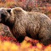 Косолапый украл у американца мешок семечек