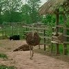 На Хмельнитчине пенсионеры занялись разведение экзотических птиц