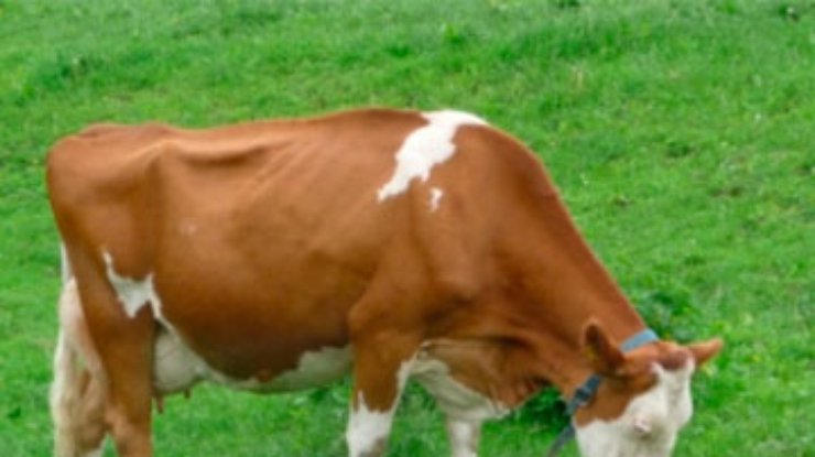 В Черкасской области корова заболела сибирской язвой