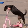 Китайская собака развлекает зрителей ездой на самокате