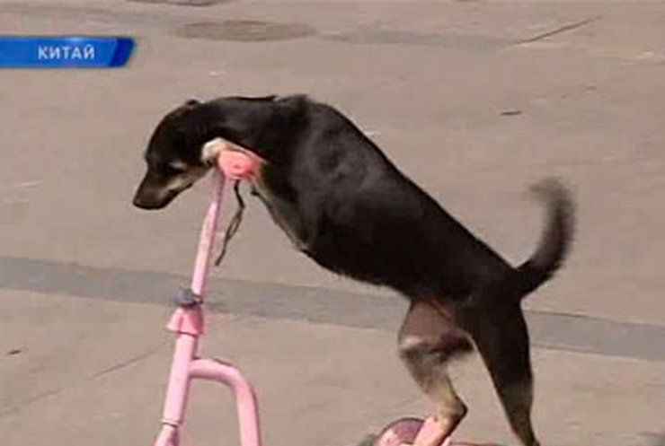 Китайская собака развлекает зрителей ездой на самокате