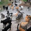 Израильская семья распалась из-за пяти сотен кошек