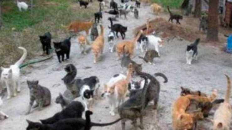 Израильская семья распалась из-за пяти сотен кошек