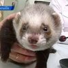 Футбольным болельщикам представили харьковского хорька-прорицателя