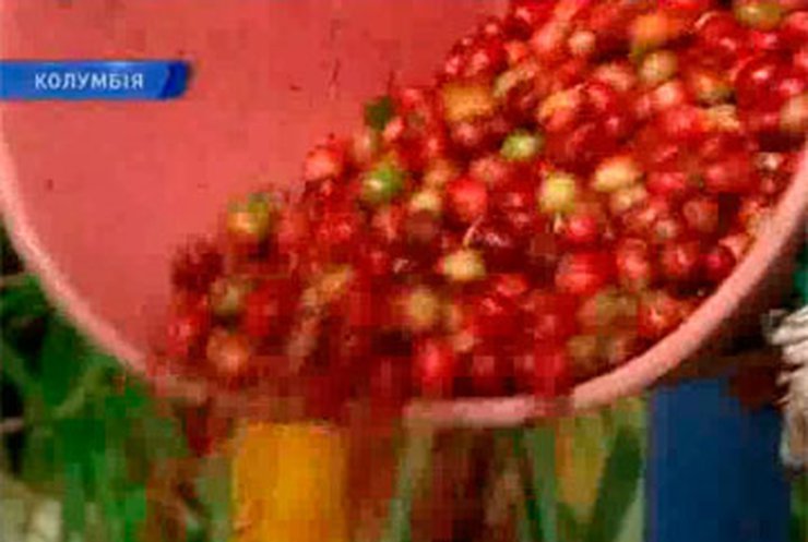 Колумбия хочет стать лидером по производству кофе
