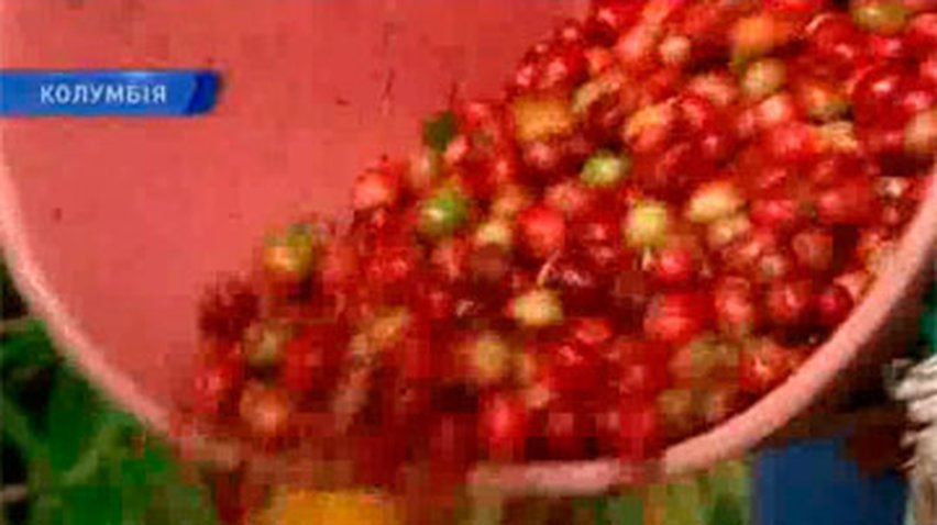 Колумбия хочет стать лидером по производству кофе