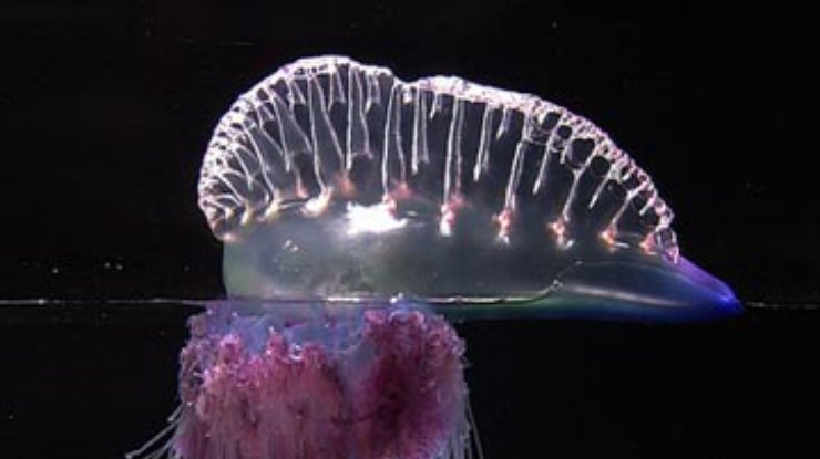 В Таиланде появились ядовитые медузы