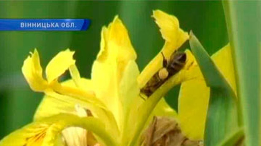Речка в Винницкой области покрылась болотными ирисами