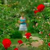 Киевский ботанический сад превратился в розарий