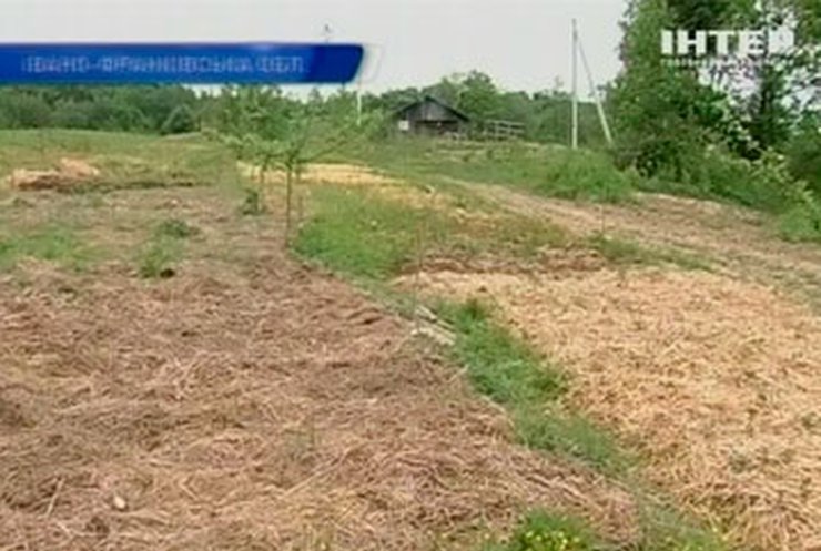 В Украине становится популярным выращивание картошки под соломой