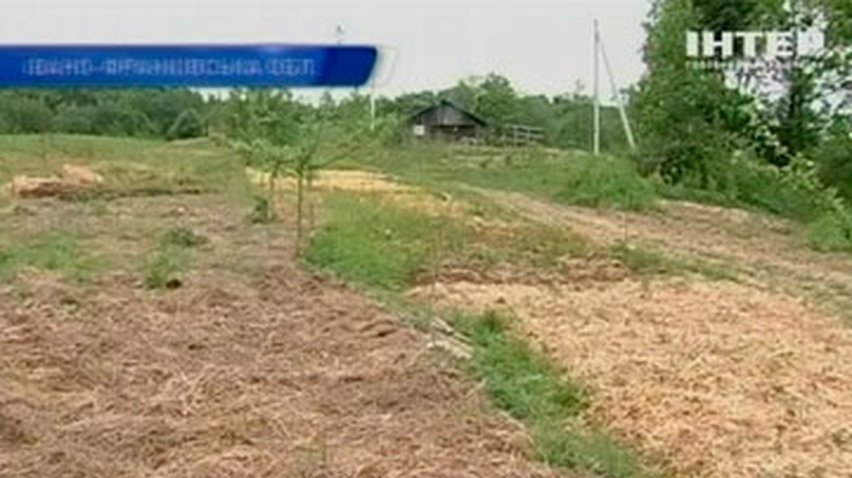 В Украине становится популярным выращивание картошки под соломой