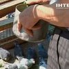 Крымские голубятники хотят порадовать гостей Евро-2012 своими подопечными