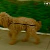 В Украине увеличат штрафы за выгул собак в неразрешенном месте