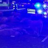 В Австралии перевернулся грузовик с овцами