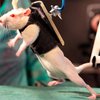 Ученые научили парализованных мышей подниматься по лестнице