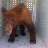 Медведь испортил американским школьникам последний звонок