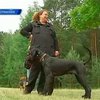 В Германии вводят экзамены для владельцев собак