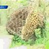 В Индии леопард ранил 13 жителей одного из сел