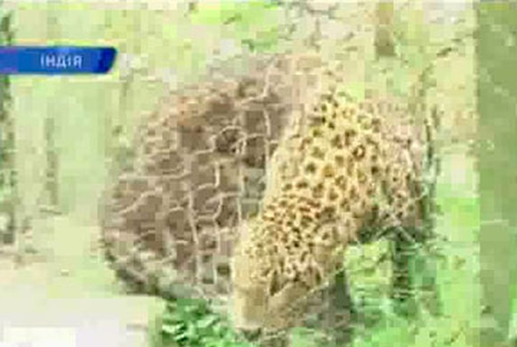 В Индии леопард ранил 13 жителей одного из сел