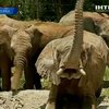 Группу слонов переправили самолетом из Африки в Мексику