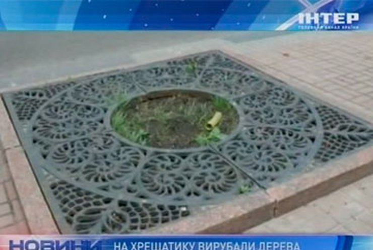 Киевские власти вырубили на Крещатике липовую аллею