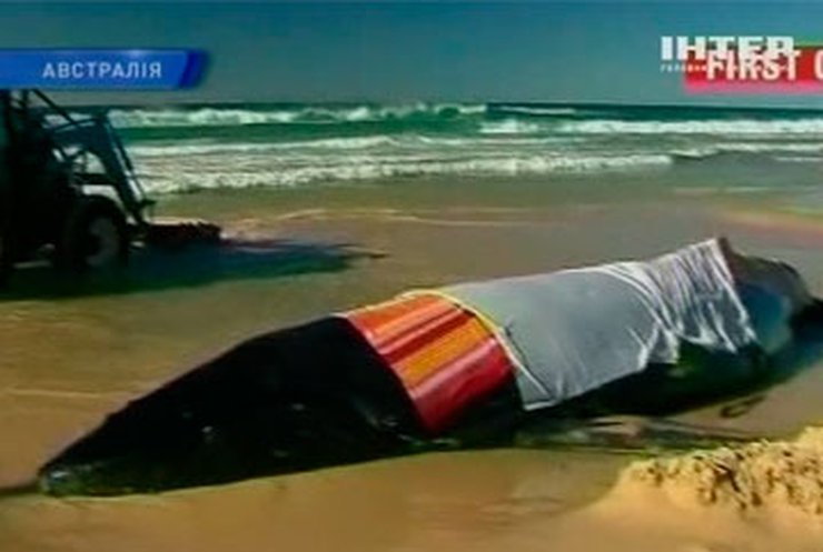 Австралийцы спасают кита, который выбросился на берег