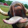 Корова убила женщину в Хмельницкой области