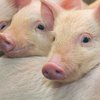 На Тернопольщине 400 свиней насмерть отравились углекислым газом