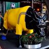 Одесская корова Ромина надела футбольную форму