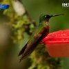 В Эквадоре процветает птичий туризм