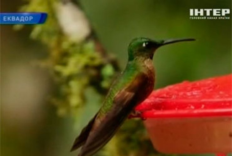 В Эквадоре процветает птичий туризм