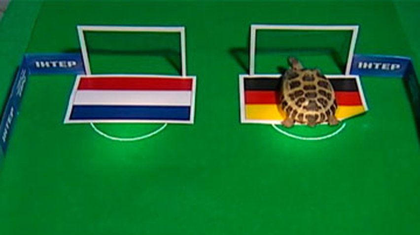 Черепаха Сливка предсказала победу Голландии