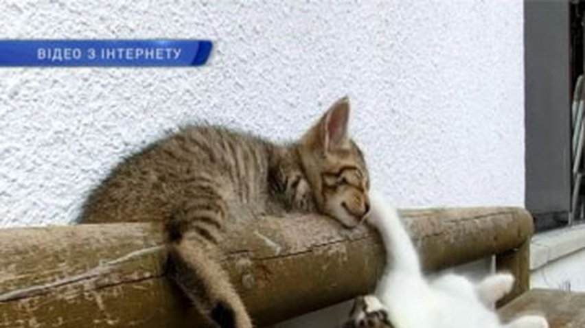 Ролик с котятами стал хитом интернета