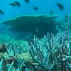 Австралия откроет сеть морских парков