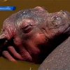 Мексиканский зоопарк представил посетителям детеныша бегемота
