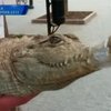 Милиция отобрала крокодила у одесского уличного фотографа