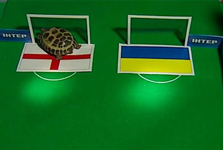Черепашка Сливка предсказала победу сборной Украины