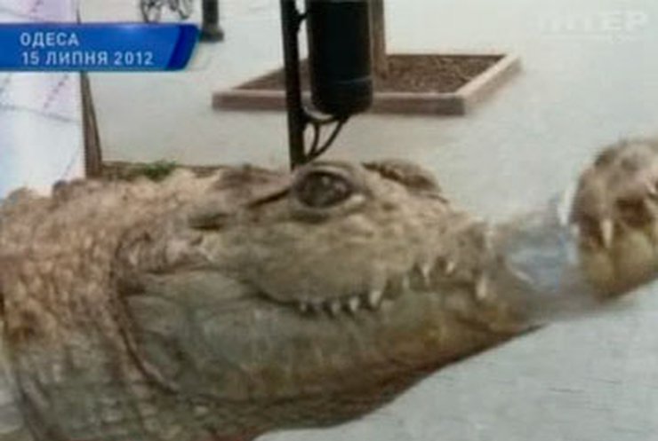 Милиция отобрала крокодила у одесского уличного фотографа