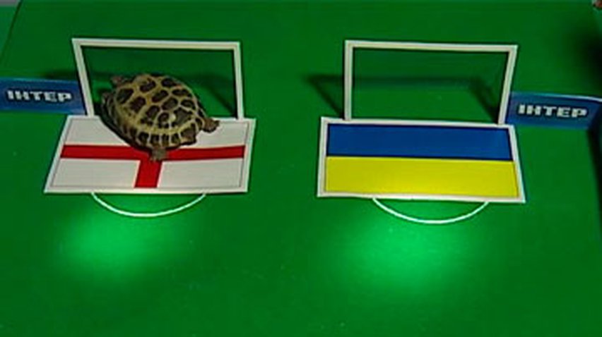 Черепашка Сливка предсказала победу сборной Украины